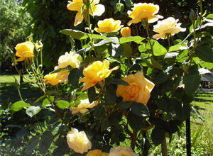 Our Beautiful Country Gardens Our Beautiful Country Gardens